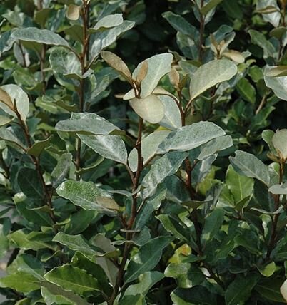 Elaeagnus Ebbingei - 35L - On frame 150x90cm - image 2