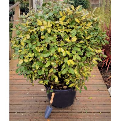 Elaeagnus Ebbingei Limelight Ball