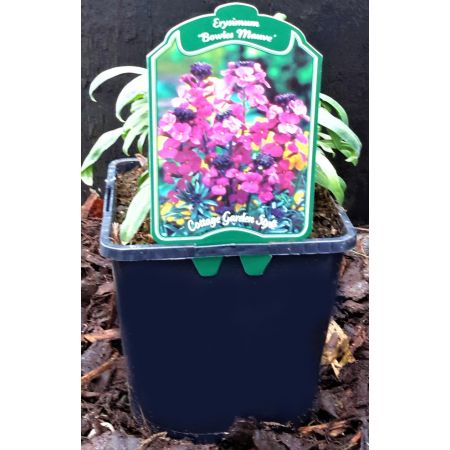 Erysimum-'Bowles Mauve' - 2L