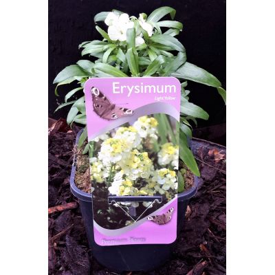 Erysimum-'Light Yellow' - 2L