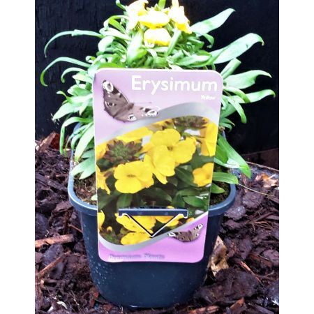 Erysimum-Yellow - 2L