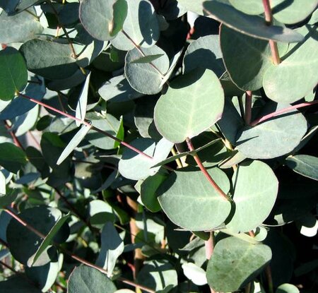 Eucalyptus Azura®  - on cane - 12L - 1.75m - image 2
