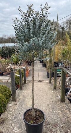 Eucalyptus Gunnii Azura 1/2 Std 15L
