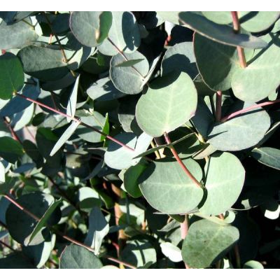 Eucalyptus Gunnii Azura - 1m - image 2