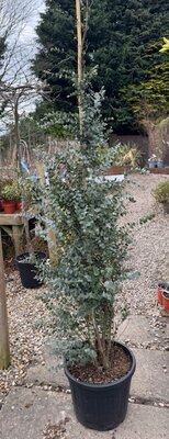 Eucalyptus Gunnii Azura® 20L