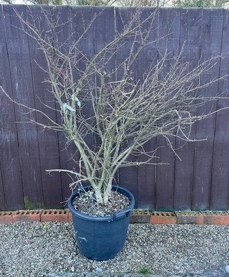 Euonymus Alatus - 30L - 100cm - image 1