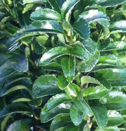 Euonymus Japonicum Green Spider - 9L - 0.8m