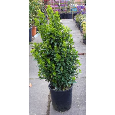 Euonymus Japonicus - 0.65m - 9L