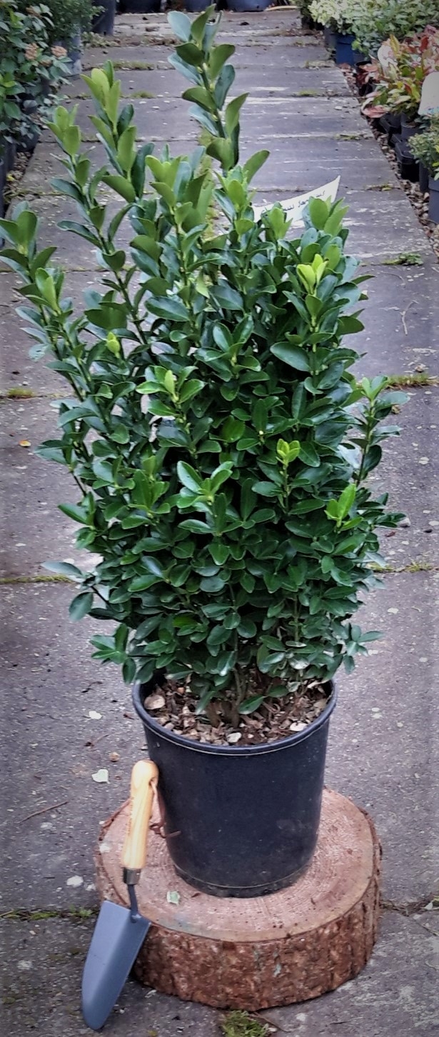 Euonymus Japonicus - 9L -0.8m - Windlestone Nursery & Garden Centre in ...