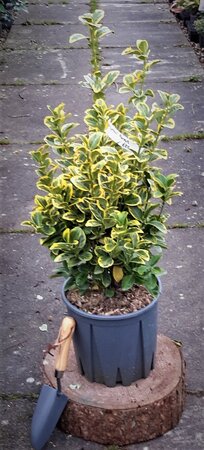 Euonymus Japonicus Aureus   - 9L - 0.7m