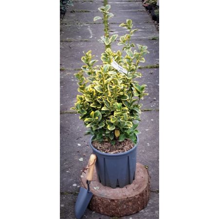 Euonymus Japonicus Aureus - 9L