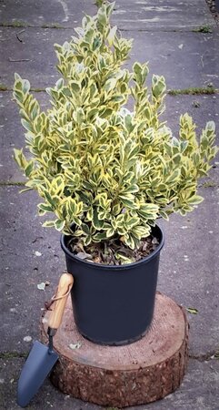 Euonymus Japonicus Bravo - 9L - 0.7m