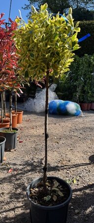 Euonymus Japonicus Bravo - 9L - 1/4 Std - 50cm clear stem