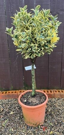 Euonymus Japonicus Bravo - 9L - 1/4 Std - 50cm clear stem