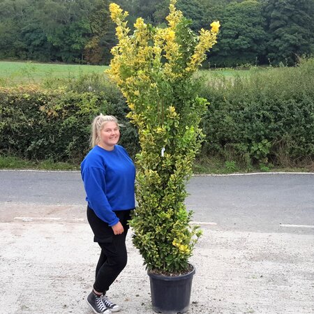 Euonymus Japonicus Elegantissima Aurea - 55L - 250cm - image 1