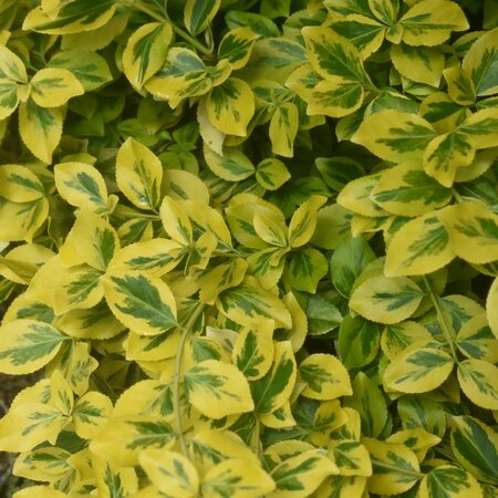 Euonymus Japonicus Elegantissima Aurea - 55L - 250cm - Windlestone ...