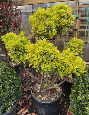 Euonymus Japonicus Elegantissima Aureus Pom Pom 30L