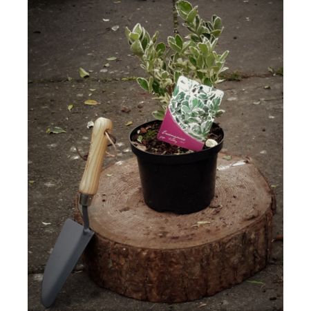 Euonymus Japonicus Kathy 2L