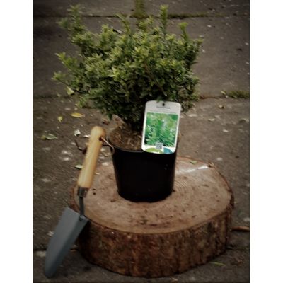 Euonymus Japonicus Microphyllus Albovariegatus 2L