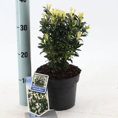 Euonymus Japonicus Paloma Blanca 2L