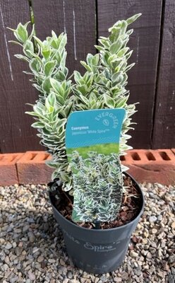 Euonymus Japonicus White Spire 2L