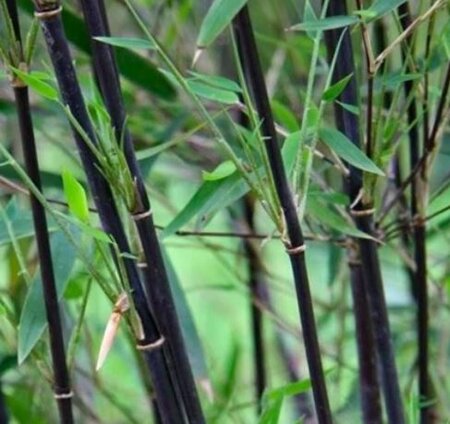 Fargesia Nitida Black Pearl Bamboo  - 9L - 80cm