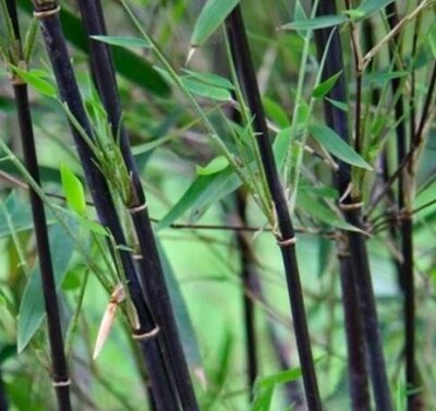 Fargesia Nitida Black Pearl Bamboo  - 9L - 80cm