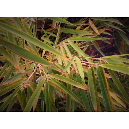 Fargesia Robusta Campbell Bamboo - 9L - 80cm - image 2