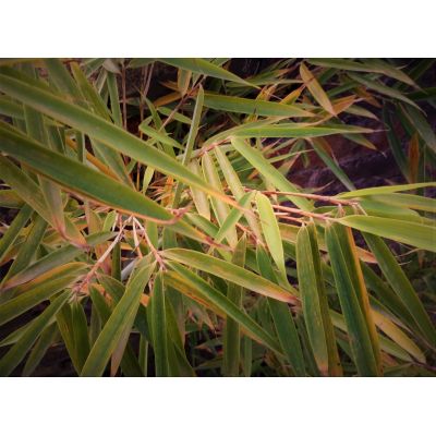 Fargesia Robusta Campbell Bamboo - 9L - 80cm - image 2