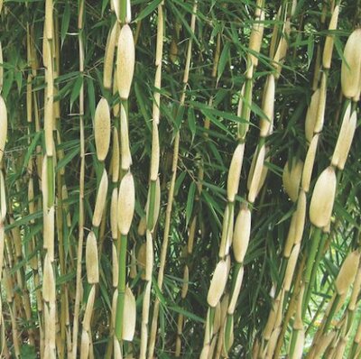 Fargesia Robusta Campbell Bamboo - 9L - 80cm - image 1