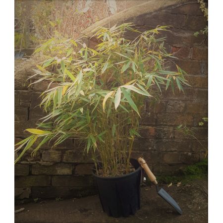 Fargesia Robusta Pingwu Bamboo M Windlestone Nursery Garden Centre In Ferryhill Durham