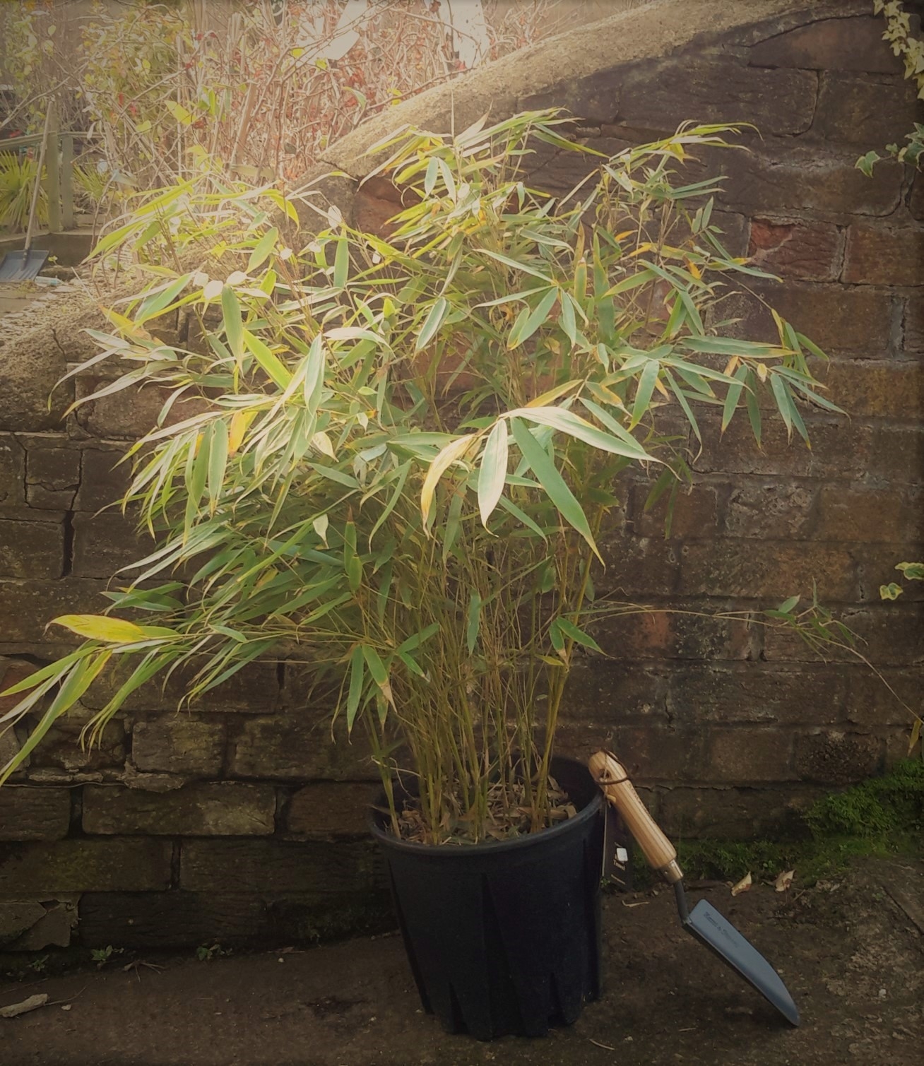 Fargesia Robusta Pingwu Bamboo 12m Windlestone Nursery And Garden Centre In Ferryhill Durham