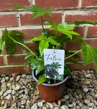 Fatsia Japonica - 2L (Castor Oil Plant)