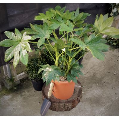 Fatsia Japonica - 9L (Castor Oil Plant)