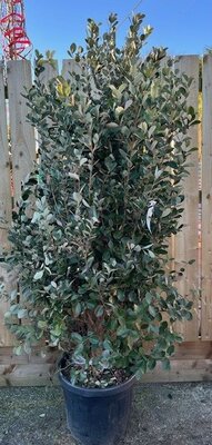 Feijoa Sellowiana 50L