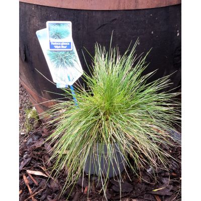 Festuca Elijah Blue 2L