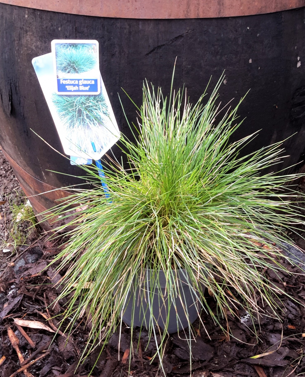 Festuca Elijah Blue 2L - Windlestone Nursery & Garden Centre in ...