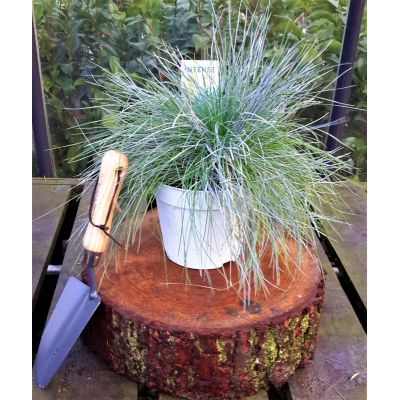 Festuca Glauca Intense Blue 2L