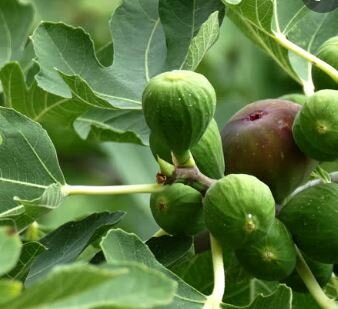 Ficus Carica - 1/2 Std -25L - 100cm Clear stem