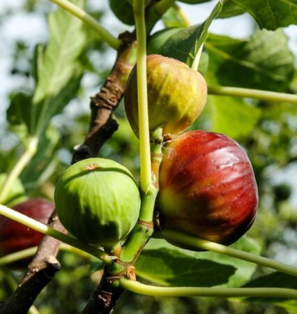 Ficus Carica Brogiotto Nero - Half Std.  (Fig Tree) - 9L - 1.2m