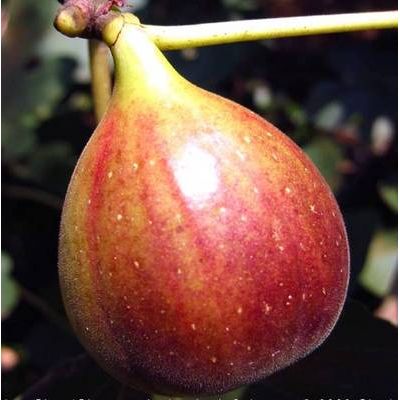 Ficus Carica Brown Turkey - 1/2 Std.  (Fig Tree)