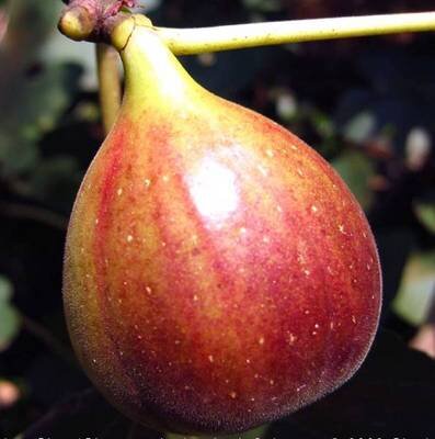 Ficus Carica Brown Turkey (Nero) (Fig Tree)  - 9L - 1m