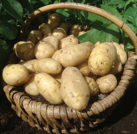 First Early Seed Potato - Arran Pilot - 2kg