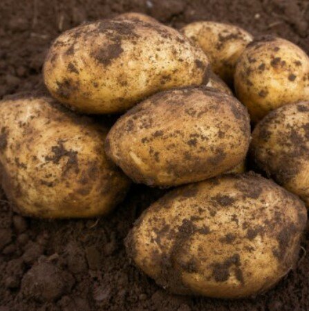 First Early Seed Potato - Caledonian Pearl - 2kg