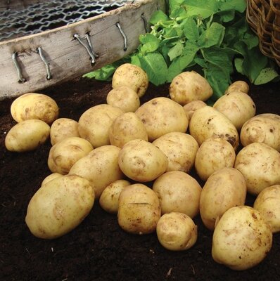 First Early Seed Potato - Duke of York - 2kg