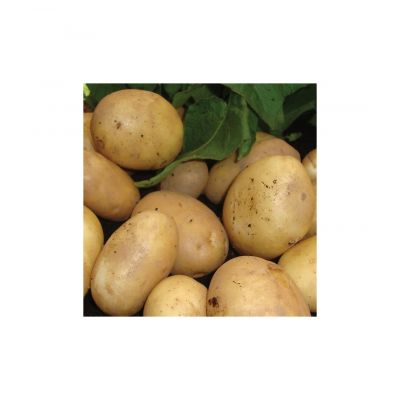 First Early Seed Potato - Home Guard - 2kg