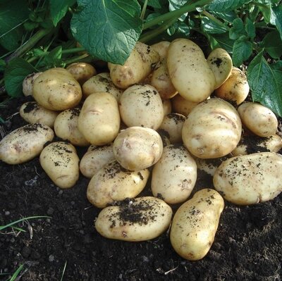 First Early Seed Potato - International Kidney - 2kg