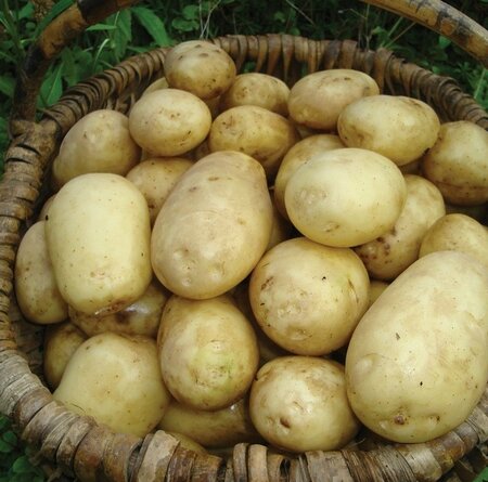 First Early Seed Potato - Lady Crystal - 2kg