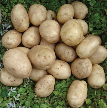 First Early Seed Potato - Pentland Javelin - 2kg