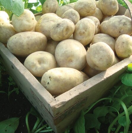 First Early Seed Potato - Rocket - 2kg